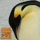 cute penguin wallpapers - antarctica wallpaper Download on Windows