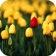 Top 40 Personalization Apps Like Tulips Video Live Wallpaper - Best Alternatives
