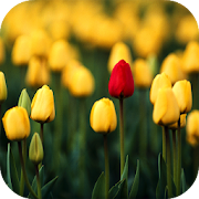 Tulips Video Live Wallpaper