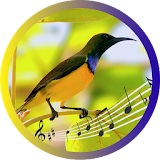 Olive-backed Sunbird icon