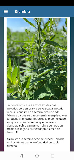 Android application Sembrando Ajonjolí screenshort
