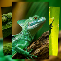 Gecko Lizard Reptile Wallpaper