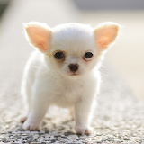 Chihuahua Puppies icon