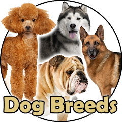 Dog Breeds - Pics and Info