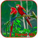 Parrots HD Live Wallpaper icon