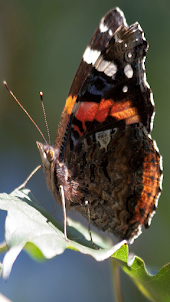 Butterfly Admiral