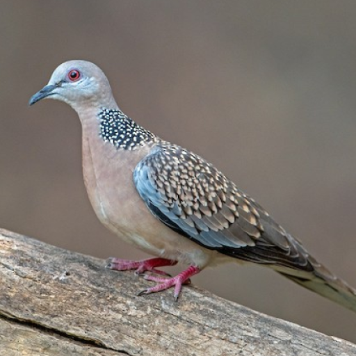 Spotted dove sounds  Icon