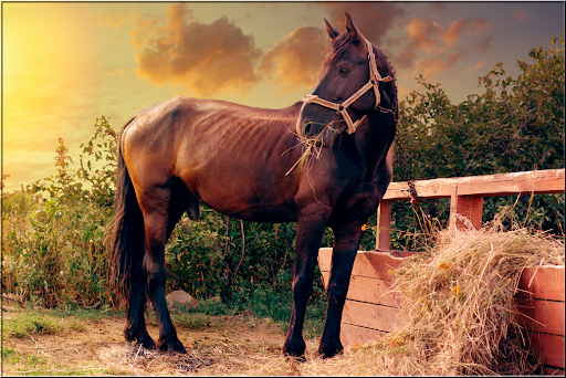 Android application Horses Jigsaw Puzzles screenshort