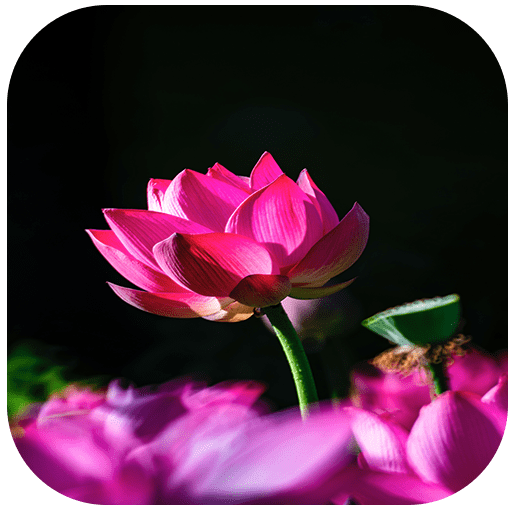 Flower Wallpapers  Icon
