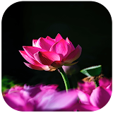 Flower Wallpapers icon