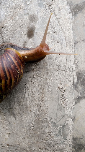 Android application snail wallpaper screenshort