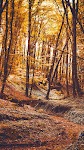 screenshot of Forest wallpapers