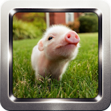 Cute Little Pig Wallpapers icon