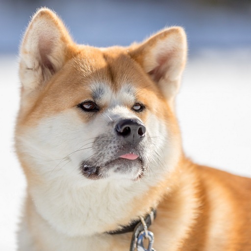 Akita Inu Dog Wallpaper HD logo