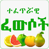 Islamic Ethiopian Traditional Medicine App icon