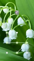 screenshot of AppLock Lily of the Valley