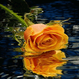 Yellow Rose Reflection LWP icon