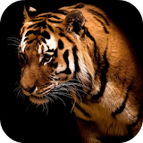 Tiger Live Wallpaper FREE icon