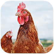 Farmer Friendly poultry app