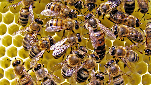Android application Bee Wallpaper HD screenshort