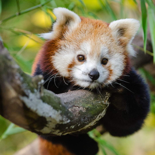 Red Panda Wallpaper logo