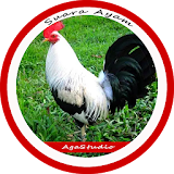 Suara Ayam Mp3 Offline icon