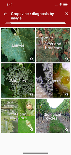 Di@gnoPlant Vigne Screen 2