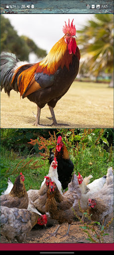 Offline Chicken Wallpapers