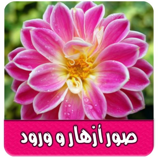 صور وخلفيات ورد رائعة بدون نت logo