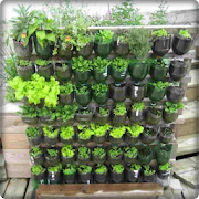 plant hydroponics