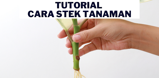 Tutorial Cara Stek Tanaman