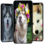 Cover Image of डाउनलोड huskydog wallpaper  APK