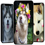 Cover Image of ดาวน์โหลด huskydog wallpaper  APK