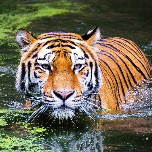 Vogel Und Tiere Wallpaper 4k Apps Bei Google Play