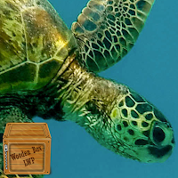 carta parati tartaruga marina