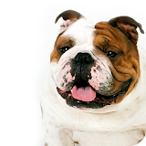 Bulldog Wallpaper icon