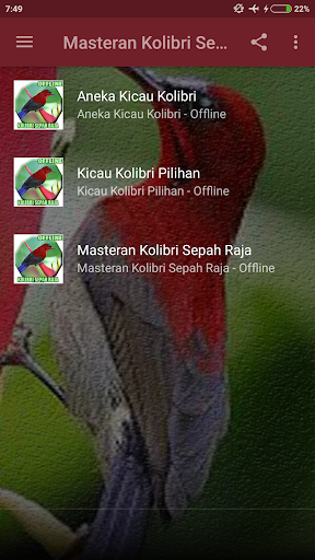 Masteran Burung Kolibri Sepah Screen 2