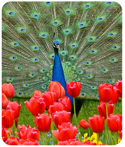 Peacock Wallpaper HD Screen 2