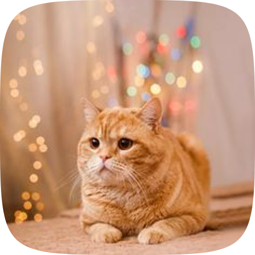 wallpaper cat HD logo