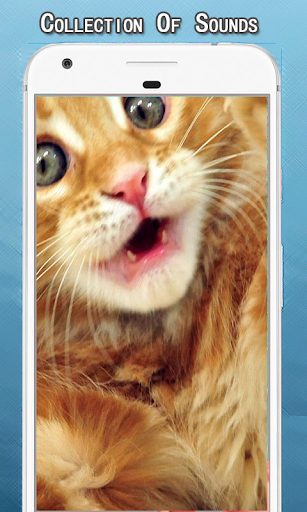 Android application Cat Sounds Ringtone screenshort