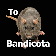 Bandicoot Rats Sound