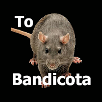 Las Ratas Bandicoot Suenan