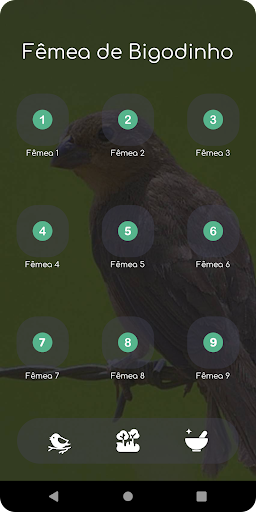 Canto Fêmea de Bigodinho HD