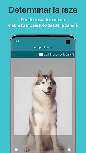 Las mejores aplicaciones para registrar alergias de tus mascotas