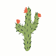 The Groovy Cactus