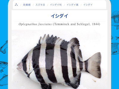 [10000印刷√] 魚 種類 わからない アプリ 944458