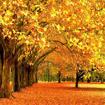 Cover Image of ダウンロード Autumn Wallpapers HD 1.0.0.0 APK