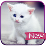 Cat Wallpapers Cute icon