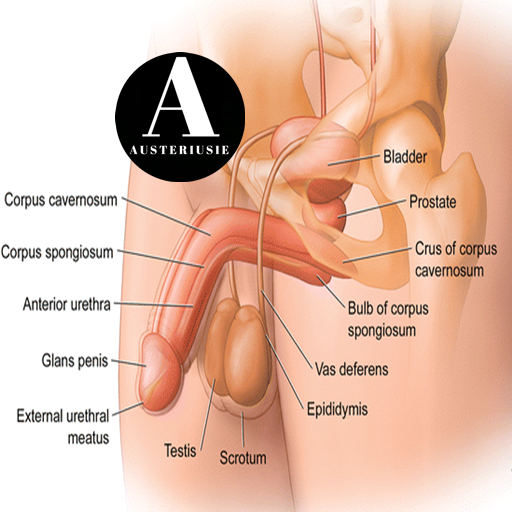 Pénis humano Anatomia