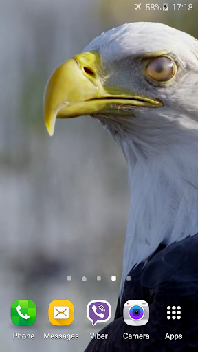 Eagle 3D Video Live Wallpaper Screen 2